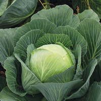 Graines potagères CHOU CABUS DE BOSTON ou DE BRUNSWICK (Brassica oleracea capitata alba) - Graineterie A. DUCRETTET