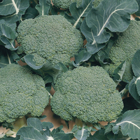  CHOU BROCOLI CHOU BROCOLI-BELSTAR F1 (Brassica oleracea botrytis cymosa)-Graines non traitées - Graineterie A. DUCRETTET