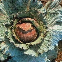 Graines potagères CHOU DE MILAN MARABEL F1 (Brassica oleracea capitata saubadan) - Graineterie A. DUCRETTET