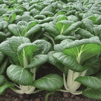Graines potagères CHOU CHINOIS PAK CHOI BOPAK F1 (Brassica campestris) - Graineterie A. DUCRETTET
