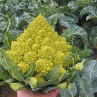  CHOU ROMANESCO CHOU ROMANESCO-LAZIO F1 (Brassica oleracea 'Romanesco')-Graines non traitées - Graineterie A. DUCRETTET