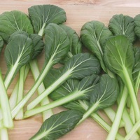 Graines potagères CHOUX ASIATIQUES DIVERS TAH TSAÏ ou ROSULAIRE ou TATSOÏ (Brassica sinensis rosularis) - Graineterie A. DUCRETTET