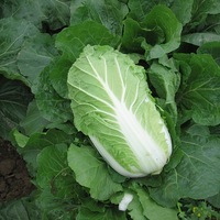  CHOUX CHINOIS PE TSAI CHOUX CHINOIS PE TSAI-SOTSJI F1 (Brassica rapa subsp. pekinensis)-Graines non traitées - Graineterie A. DUCRETTET