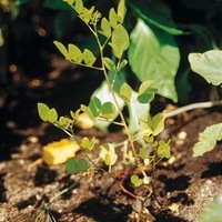 Graines potagères REGLISSE REGLISSE (Glycyrrhiza glabra) - Graineterie A. DUCRETTET