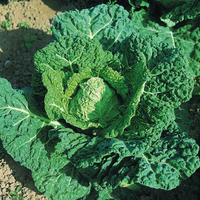 Graines potagères CHOU DE MILAN Hâtif d'Aubervilliers (Brassica oleracea capitata saubadan) - Graineterie A. DUCRETTET