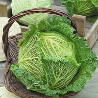  CHOU DE MILAN CHOU DE MILAN-Gros des vertus 4 (Brassica oleracea capitata saubadan)-Graines biologiques certifiées - Graineterie A. DUCRETTET