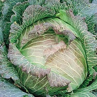  CHOU DE MILAN CHOU DE MILAN-De Pontoise 3 (Brassica oleracea capitata saubadan)-Graines non traitées - Graineterie A. DUCRETTET