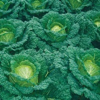  CHOU DE MILAN CHOU DE MILAN-Marner Grüfewi (Brassica oleracea capitata saubadan)-Graines biologiques certifiées - Graineterie A. DUCRETTET