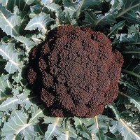 Graines potagères CHOU BROCOLI RED LION rempl par PURPLE CAPE (Brassica oleracera botrytis cymosa) - Graineterie A. DUCRETTET