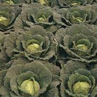 Graines potagères CHOU DE MILAN WIROSA F1 (Brassica oleracea capitata saubadan) - Graineterie A. DUCRETTET
