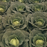  CHOU DE MILAN CHOU DE MILAN-WIROSA F1 (Brassica oleracea capitata saubadan)-Graines non traitées - Graineterie A. DUCRETTET