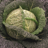  CHOU DE MILAN CHOU DE MILAN-WINTESSA F1 (Brassica oleracea capitata saubadan)-Graines non traitées - Graineterie A. DUCRETTET