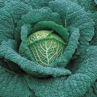  CHOU DE MILAN CHOU DE MILAN-CANTASA F1 (Brassica oleracea capitata saubadan)-Graines biologiques certifiées - Graineterie A. DUCRETTET