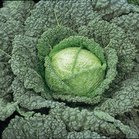 Graines potagères CHOU DE MILAN CLARISSA F1 (Brassica oleracera capitata saubadan) - Graineterie A. DUCRETTET