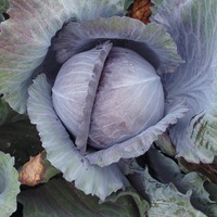 Graines potagères CHOU ROUGE TARDIF DE LANGEDIJK (Brassica oleracea var. capitata f. rubra) - Graineterie A. DUCRETTET