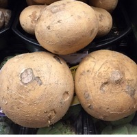 Graines potagères JICAMA (Porchyrhizus erozus) - Graineterie A. DUCRETTET