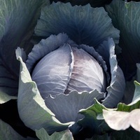 Graines potagères CHOU ROUGE TRAVERO F1 (Brassica oleracea var. capitata f. rubra) - Graineterie A. DUCRETTET