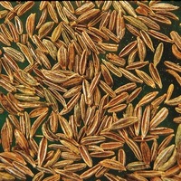 Graines aromatiques - CUMIN - Graineterie A. DUCRETTET