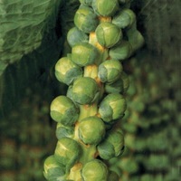 Graines potagères CHOU DE BRUXELLES DIABLO F1 (Brassica oleracera gemmifera) - Graineterie A. DUCRETTET
