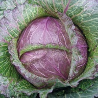 Graines potagères CHOU CABUS DEADON F1 (Brassica oleracea capitata alba) - Graineterie A. DUCRETTET