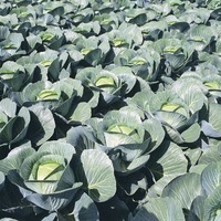 Graines potagères CHOU CABUS RENTON F1 (Brassica oleracera capitata alba) - Graineterie A. DUCRETTET