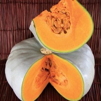 Production Biologique - COURGE POTIMARRON BLEU - Graineterie A. DUCRETTET