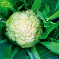 Graines potagères CHOU-FLEUR GOODMAN (Brassica oleracea var. botrytis) - Graineterie A. DUCRETTET
