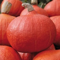 Graines potagères COURGE POTIMARRON BIO ORANGE SUMMER F1 - Graineterie A. DUCRETTET