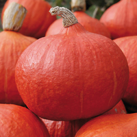  COURGE POTIMARRON COURGE POTIMARRON-ORANGE SUMMER F1 (Cucurbita Maxima)-Graines traitées - Graineterie A. DUCRETTET