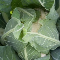 Graines potagères CHOU-FLEUR ADONA F1 (Brassica oleracea var. botrytis) - Graineterie A. DUCRETTET