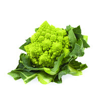 Graines potagères CHOU ROMANESCO PUNTOVERDE F1 (Brassica oleracea 'Romanesco') - Graineterie A. DUCRETTET