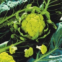  CHOU-FLEUR CHOU-FLEUR-VITAVERDE F1 (Brassica oleracea var. botrytis)-Graines non traitées - Graineterie A. DUCRETTET