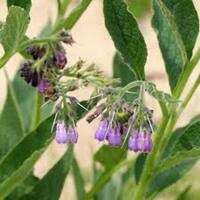 Graines potagères ENGRAIS VERT CONSOUDE (Symphitum officinale) - Graineterie A. DUCRETTET