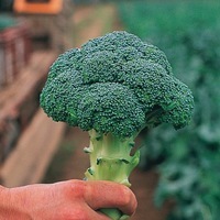  CHOU BROCOLI CHOU BROCOLI-CHEVALIER F1 (Brassica oleracea botrytis cymosa)-Graines non traitées - Graineterie A. DUCRETTET