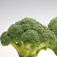 Graines potagères CHOU BROCOLI BIO BATAVIA F1 (Brassica oleracera botrytis cymosa) - Graineterie A. DUCRETTET