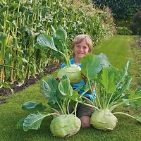 Graines potagères CHOU RAVE Superschmelz (Superfondant) (Brassica oleracea Gongylodes Group) - Graineterie A. DUCRETTET