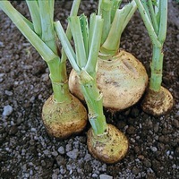  RUTABAGA (CHOU NAVET) RUTABAGA (CHOU NAVET)-Jaune à collet vert (jaune de Saint Marc) (Brassica napus Napobrassica Group)-Graines non traitées - Graineterie A. DUCRETTET