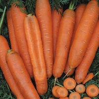 Graines potagères CAROTTE Nantaise 2 (Daucus carota) - Graineterie A. DUCRETTET