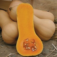 Graines potagères COURGE BUTTERNUT BUTTER BOY F1 - Graineterie A. DUCRETTET