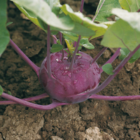 Graines potagères CHOU RAVE violet KOLIBRI F1 (Brassica oleracea Gongylodes Group) - Graineterie A. DUCRETTET