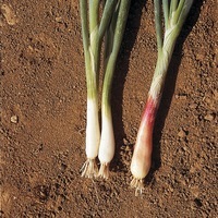  CIBOULE CIBOULE-ROUGE (ou Ciboule commune) (ALLIUM FISTULOSUM)-Graines non traitées - Graineterie A. DUCRETTET