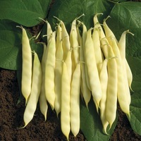 Graines potagères HARICOT NAIN MANGETOUT SERPEDOR - Graineterie A. DUCRETTET