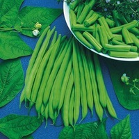 Graines potagères HARICOT NAIN MANGETOUT MAXI (Phaseolus vulgaris) - Graineterie A. DUCRETTET