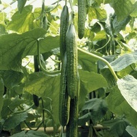 Graines potagères CONCOMBRE LONG HOLLANDAIS GYNIAL F1 (Cucumis sativus) - Graineterie A. DUCRETTET