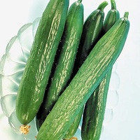  CONCOMBRE COURT et DIVERSIFICATION CONCOMBRE COURT et DIVERSIFICATION-VERT LONG MARAÎCHER (Cucumis sativus)-Graines non traitées - Graineterie A. DUCRETTET