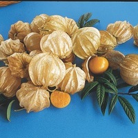  PHYSALIS PHYSALIS-COQUERET DU PEROU (Physalis peruviana)-Graines biologiques certifiées - Graineterie A. DUCRETTET