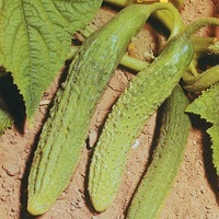 Graines potagères CORNICHON AMÉLIORÉ DE BOURBONNE (Cucumis sativus) - Graineterie A. DUCRETTET