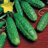 Graines potagères CORNICHON PARIGYNO F1 - Graineterie A. DUCRETTET