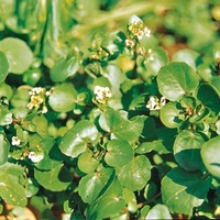 Potagères pour plants - CRESSON - Graineterie A. DUCRETTET