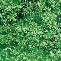 Graines potagères CRESSON BIO Alenois (LEPIDIUM SATIVUM) - Graineterie A. DUCRETTET